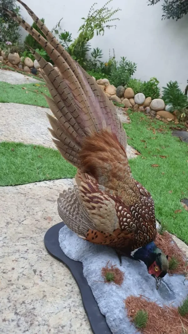 pheasant taxidermy
