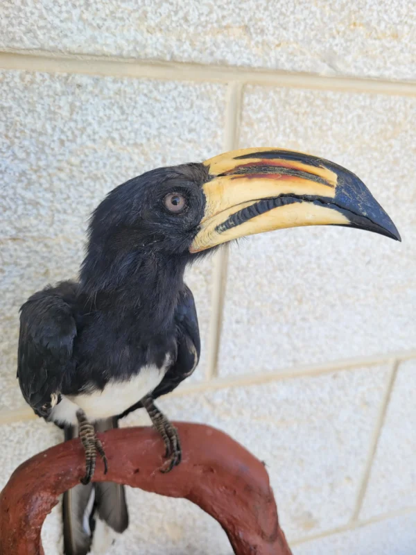 Pied Hornbill Lebanese Taxidermy