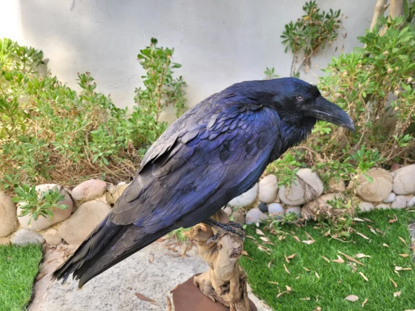 raven lebanese taxidermy