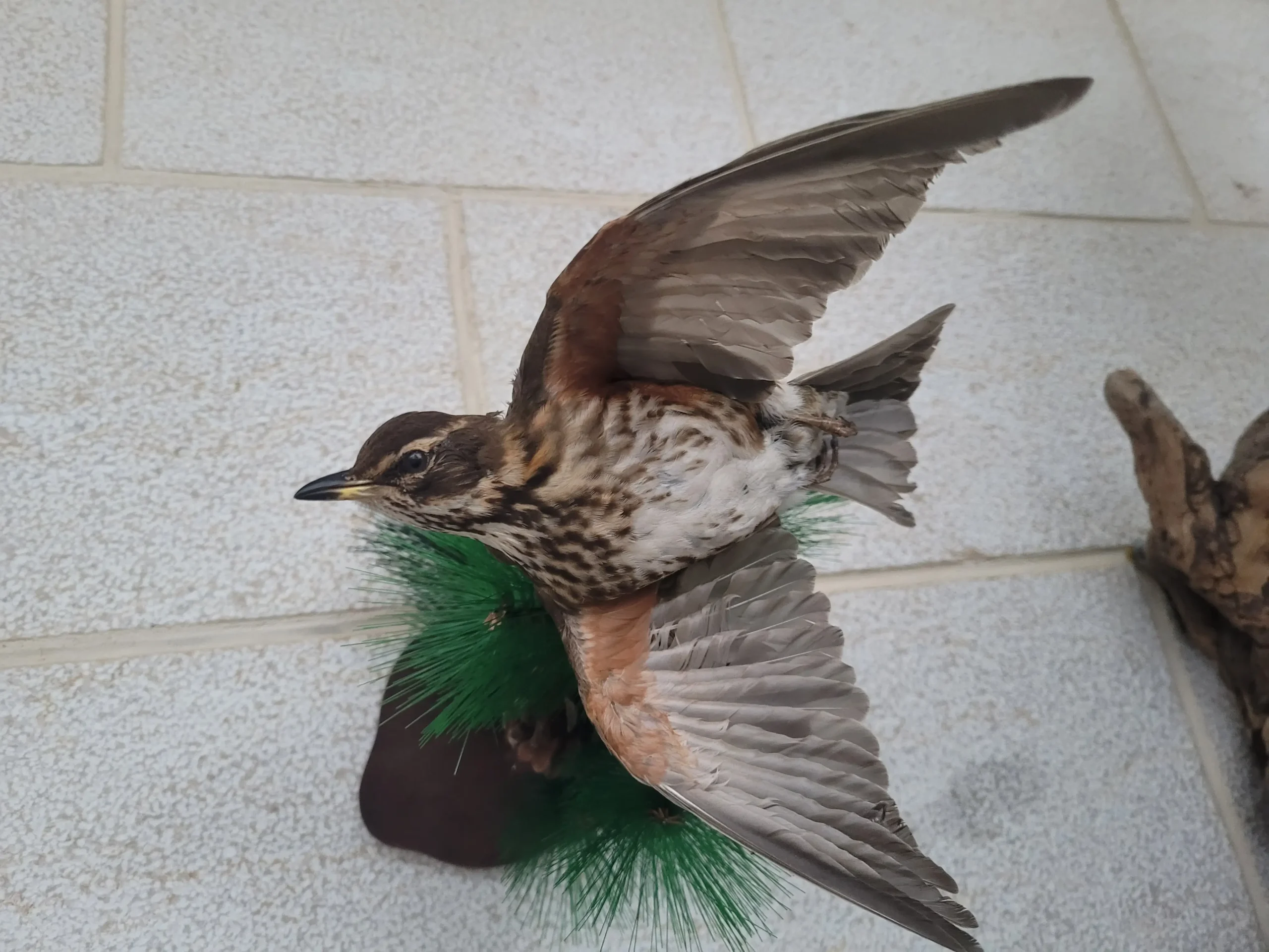 Red winged fieldfare lebanese taxidermy art