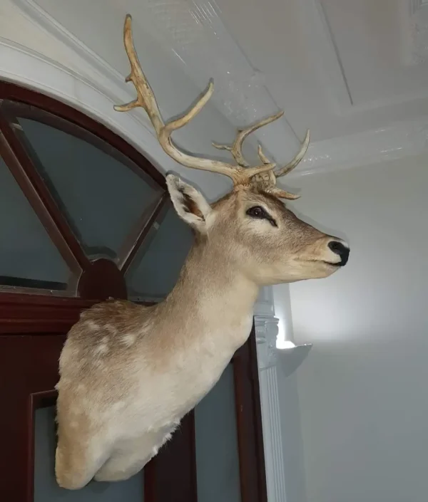 fallow deer taxidermy