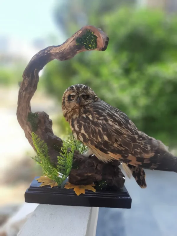 short eared owl lebanese taxidermy