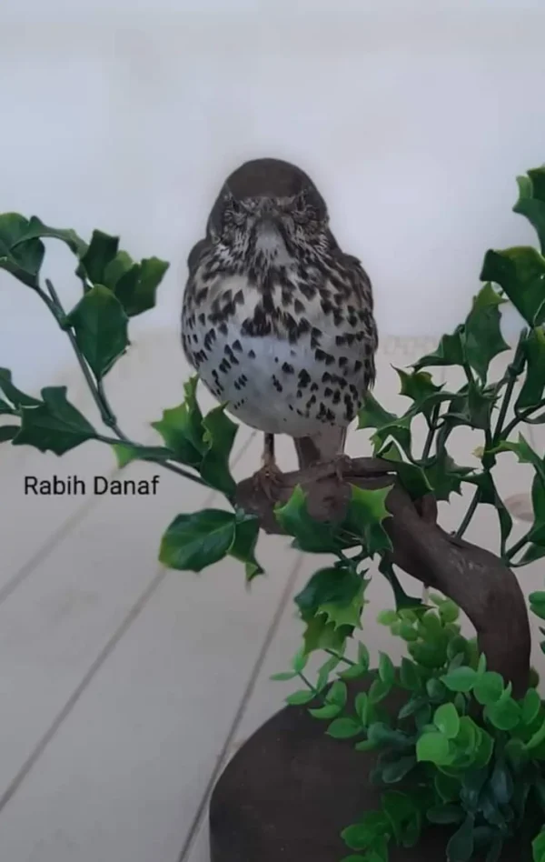 Song thrush lebanese taxidermy