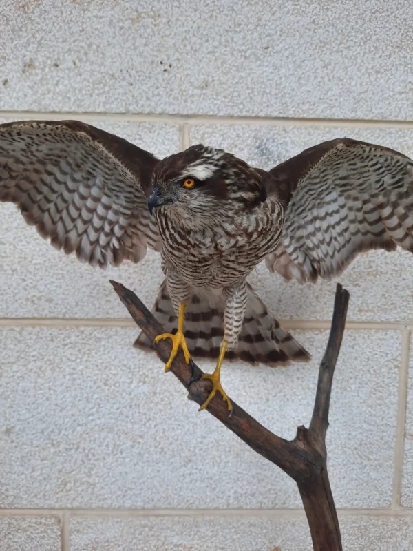 Sparrow Hawk :ebanese taxidermy