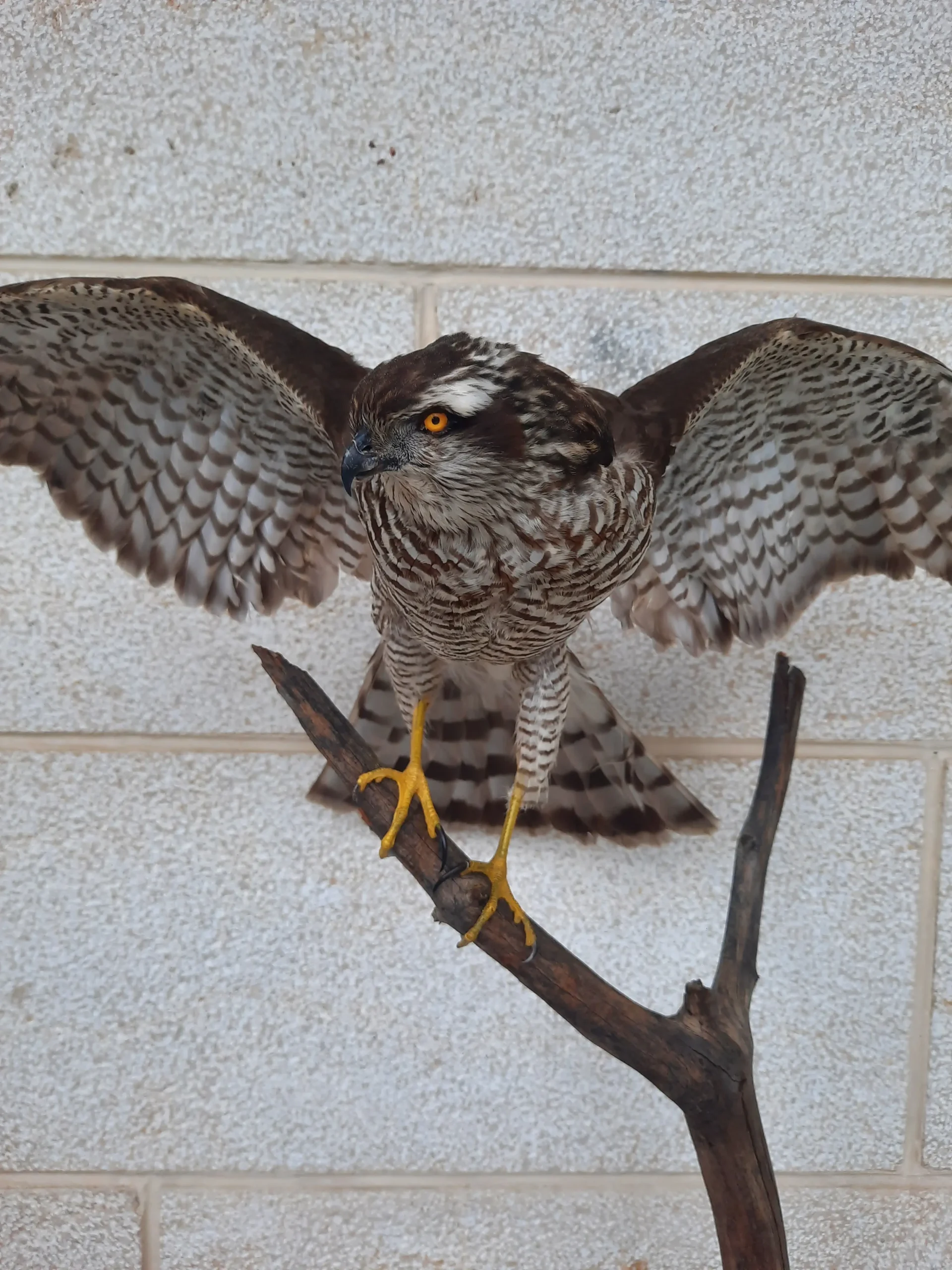 Sparrow Hawk :ebanese taxidermy