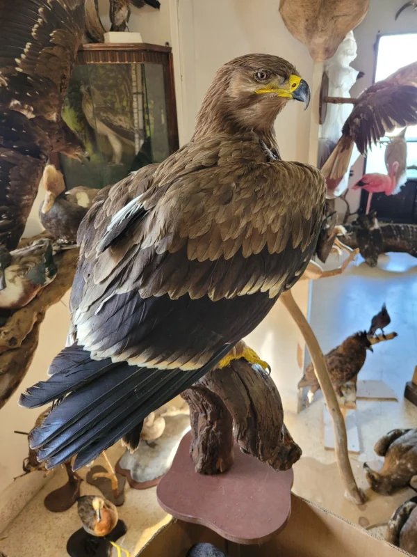 Steppe Eagle Lebanese Taxidermy