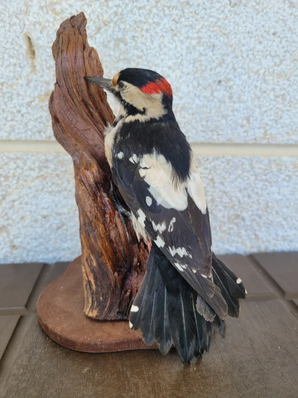 Syrian Woodpecker lebanese taxidermy