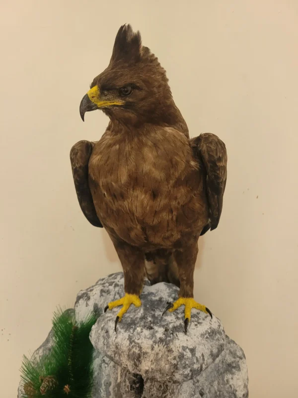 Wahlberg's eagle lebanese taxidermy