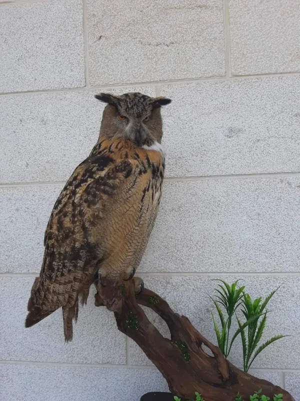 eagle owl lebanese taxidermy
