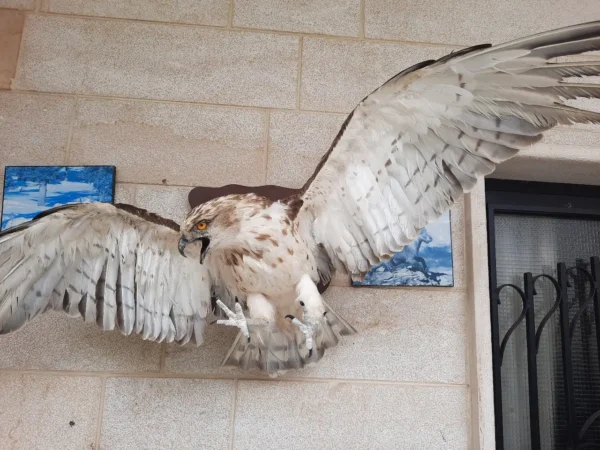 short toed snake eagle lebanese taxidermy