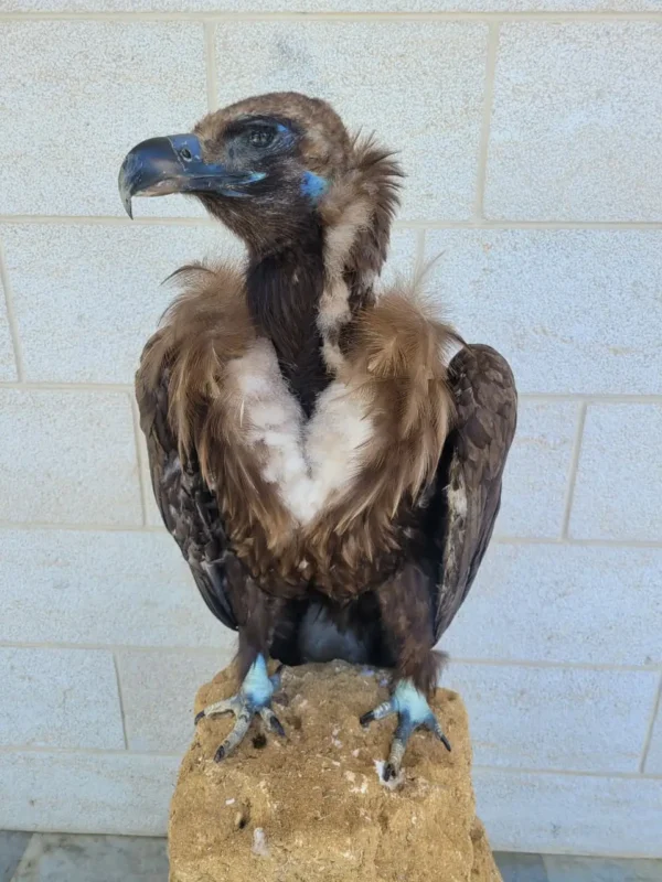 black vulture taxidermy lebanon art