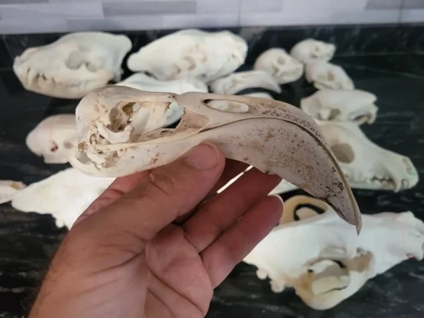 flamingo skull whitened taxidermy