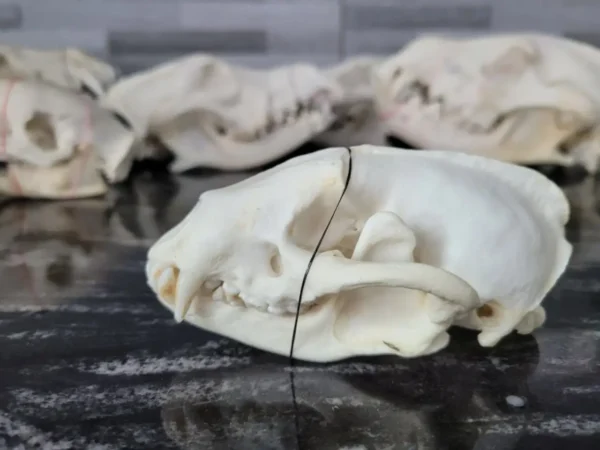 badger lebanon skull taxidermy