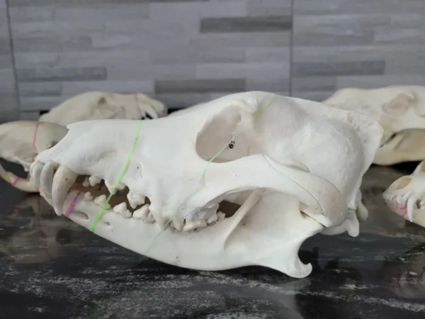 Persian wolf skull taxidermy