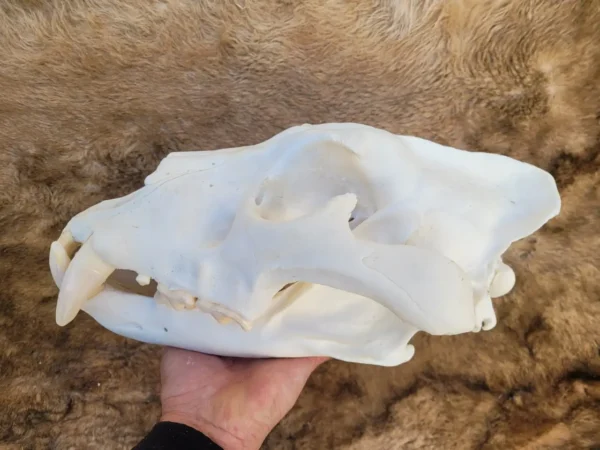 Lion Skull decoration taxidermy