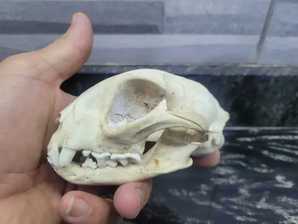 african wild cat skull taxidermy lebanon