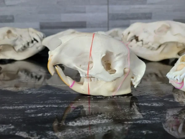 Porcupine skull taxidermy