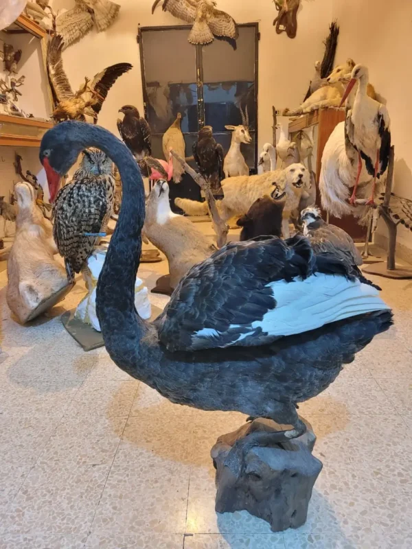 black swan taxidermy lebanon