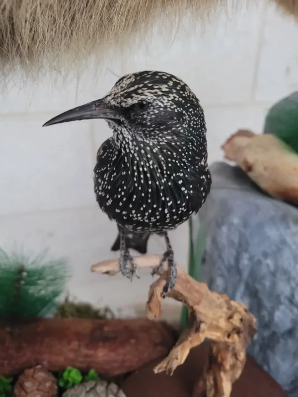 Common starling taxidermy