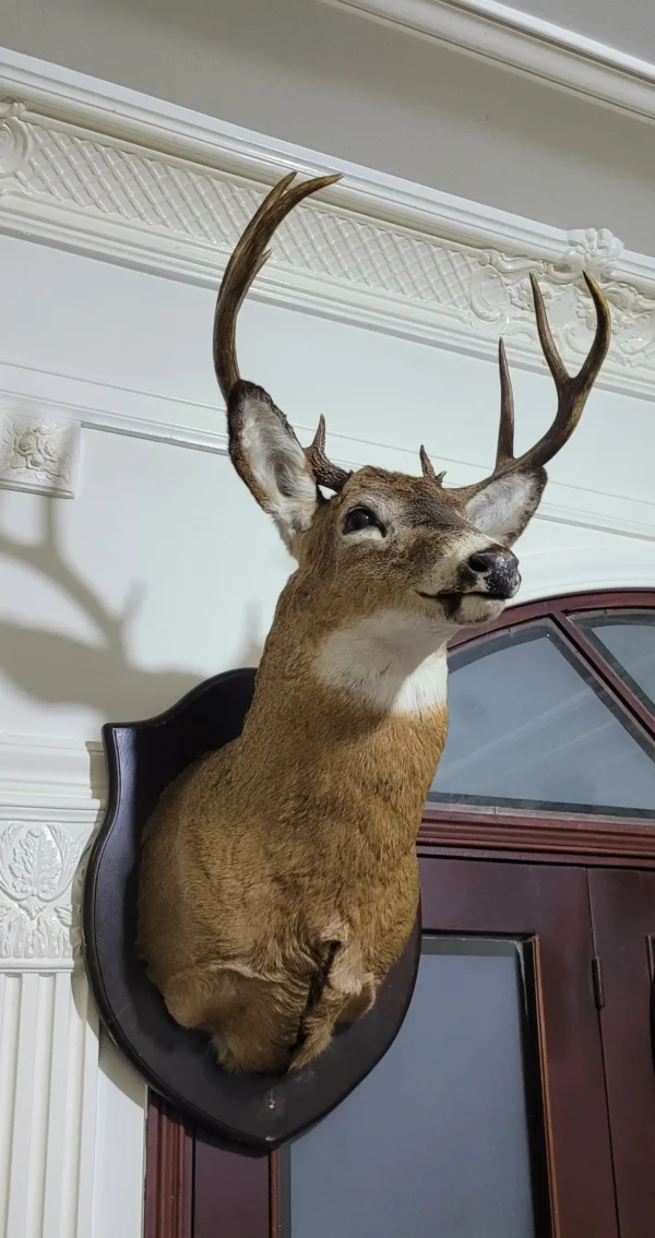 White Tailed Deer Lebanese Taxidermy